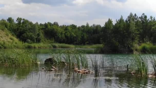 Низкий Вид Летнее Озеро Градиентом Грунте Окруженном Лесом — стоковое видео