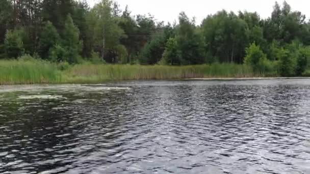 Low View Marshy Lake Thick Forest Background Pan Right — 비디오