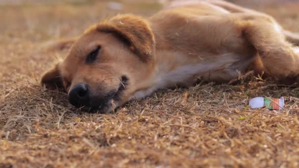 Sweet Sleepy Dog Lying Grass Trying Fall Asleep Rest While — Stockvideo