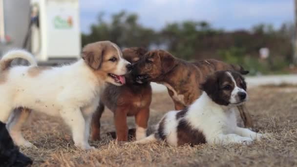 Happy Family Mixed Raced Puppies Playing Together Having Fun Day — Αρχείο Βίντεο