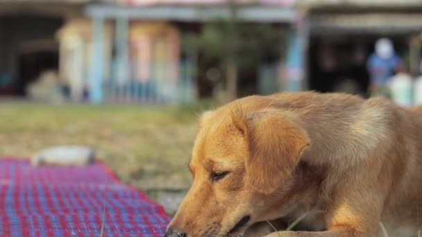 Чарівна Сонна Змішана Собака Відкриває Щелепи Широко Відкритими Великій Позі — стокове відео