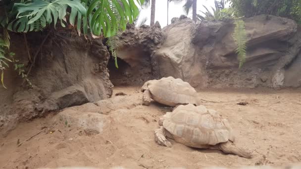 Giant Tortoise Moving Land Reptile Exhibit Zoo Static Shot — Stockvideo