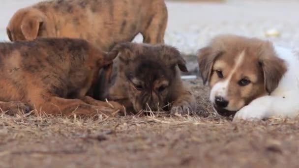 Mixed Breed Puppies Looking Food Eating Natural Instinct Survival — Vídeos de Stock