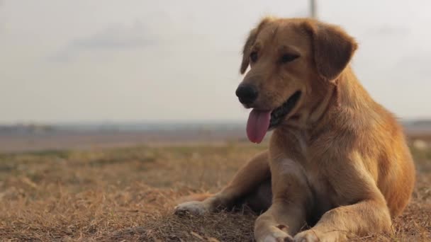 Brown Mongrel Dog Resting Grass Breathing Heavily His Tongue Out — Vídeo de Stock