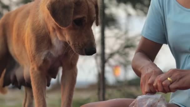 Close Shot Woman Sharing Chicken Meat Bones Homeless Mongrel Dog — Stok Video