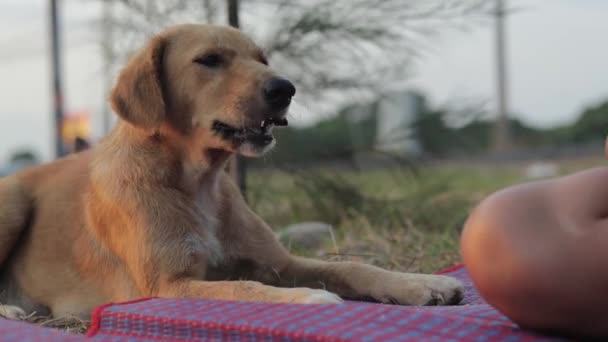 Hungriger Mischlingshund Der Von Einer Frau Gefüttert Wird Und Ihm — Stockvideo