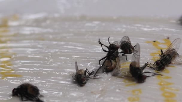 House Flies Struggling Escape Sticky Fly Paper Adhesive Surface Trapping — 图库视频影像