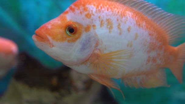 Midas Buntbarsch Amphilophus Citrinellus Fische Die Einem Süßwasser Schwimmen — Stockvideo