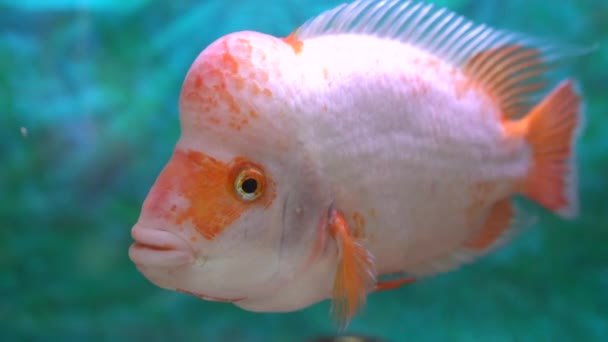 Close Fish Named Midas Cichlid — Stockvideo