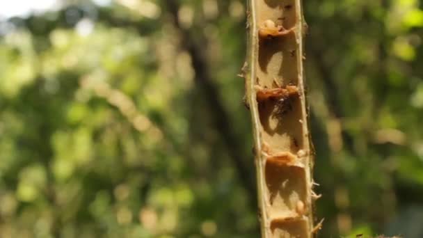 Section Cecropia Tree Branch Showing Azteca Ants Live Using Nest — ストック動画