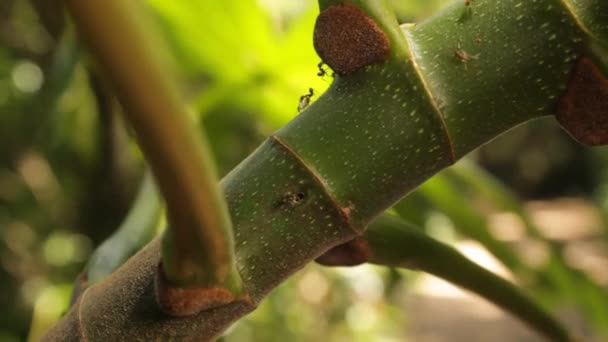 Interakcje Roślin Zwierzęcych Mrówki Azteca Cecropia Drzewa Owady Żyje Wewnątrz — Wideo stockowe