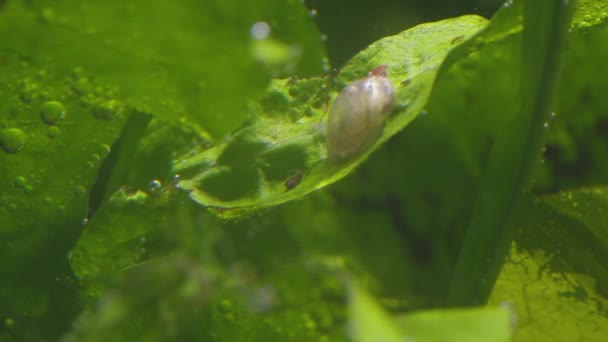 Słodkowodny Ślimak Porusza Się Liściu Alg Jedząc Makro Ujęciu Przepływ — Wideo stockowe