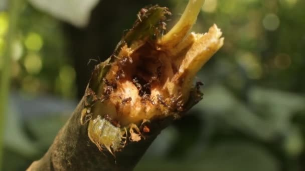 Formigas Azteca Dentro Ramo Árvore Cecropia Interação Simbiose — Vídeo de Stock