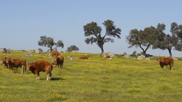 Krowy Polu Kwiatów Jedzące Trawę Alentejo Portugalia — Wideo stockowe