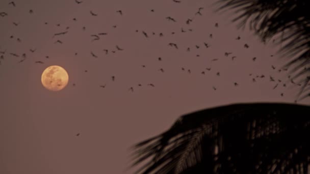 Milhares Morcegos Voando Pelo Céu Ascensão Lua Perto Battambang Camboja — Vídeo de Stock