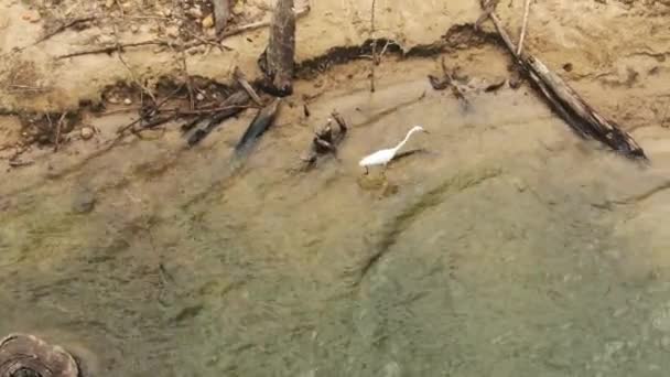 White Heron Egret Hunting Shallow Water Summers Day Lake Shore — Stock videók