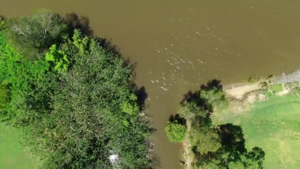 Creek Flows Brown River Floods Calm Storm Summers Day — Vídeos de Stock