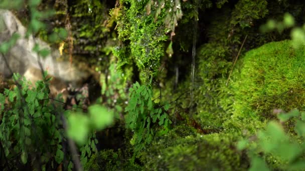 Water Trickles Continuously Rocks Surrounded Bright Green Moss Other Plant — Stock Video