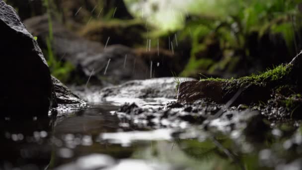 Water Drops Falling Puddle Mud Amongst Mossy Rocks Could Mouth — 图库视频影像