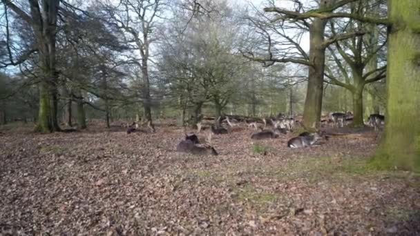 Паровые Олени Пасутся Dunham Massey Грузинский Дом Сад Времена Года — стоковое видео