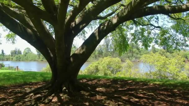 Park Overlooking River Shade Large Banyan Tree Bright Summers Day — Vídeo de Stock