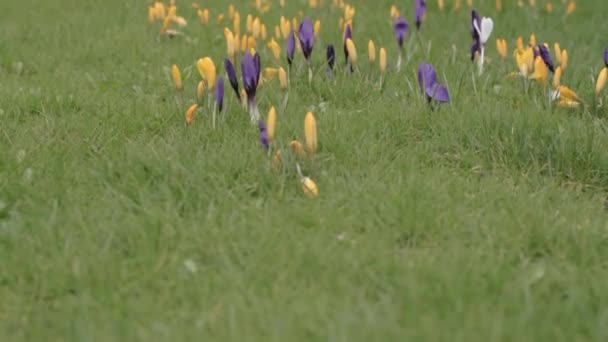 Crocus Flowers Green Grass Springtime — Wideo stockowe