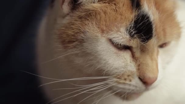 Head Shot Calico Domestic Cat She Stares Camera — Stockvideo