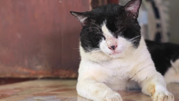 Old Black White Cat Taking Nap Moving Its Ears Being — Stockvideo