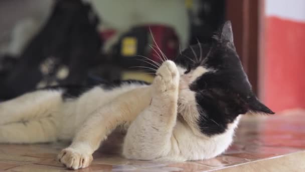 Black White Cat Licking Its Front Paw Using Saliva Clean — ストック動画