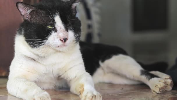 Black White Sleepy Cat Closing His Eyes Opening Trying Fall — Stok video