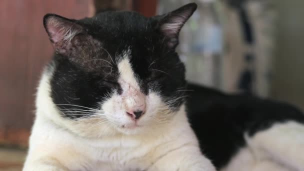 Old Sleepy Cat Staying Alert Listening Some Sound While Trying — 图库视频影像