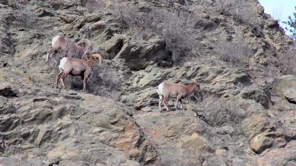 Three Large Bighorn Sheep Graze Dried Branches Side Mountain Stationary — Stock video