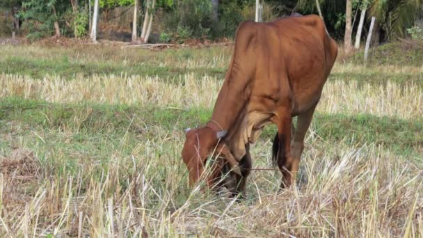 Mature Brown Cow Grazing Dry Rice Field Eating Grass Rural — Vídeos de Stock