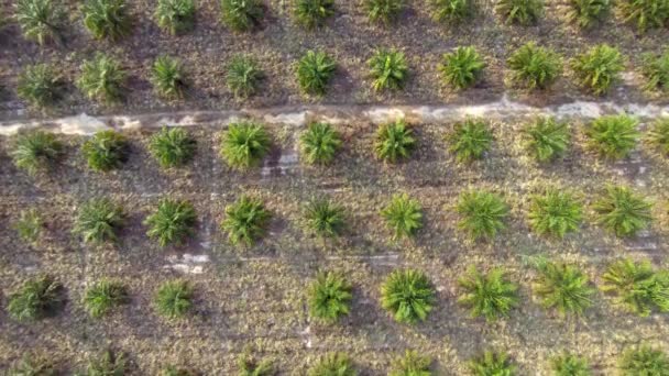 Aerial Top View Oil Palm Tree Plantation Flying Young Plants — стоковое видео