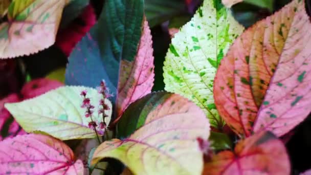Close Shot Colorful Leaves Waved Wind Afternoon Outdoors — Video