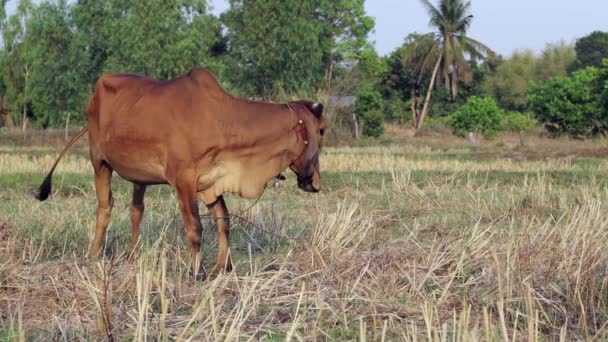 Thai Brahman Which Popular Farm Animal Thailand Grazing Field Eating — Vídeos de Stock