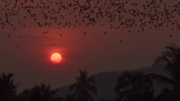 Thousands Bats Fly Lush Jungle Forest Silhouetted Bright Orange Glowing — Vídeo de stock