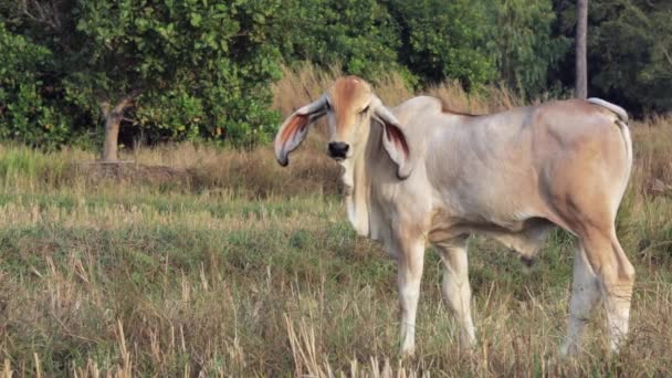 Young White Calf Thai Brahmin Breed Popular Cow Thailand Standing — Stockvideo