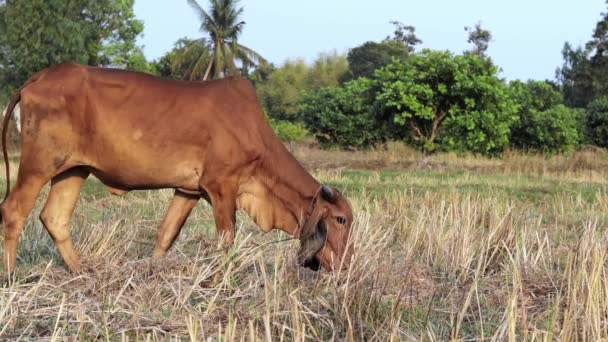 Thai Native Cattle Brown Skinny Cow Grazing Rice Field Eating — Video Stock