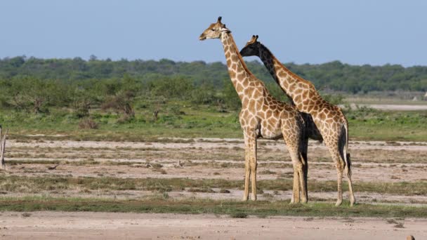 Giraffe Giraffa Camelopardalis Nelle Pianure Del Parco Nazionale Etosha Namibia — Video Stock