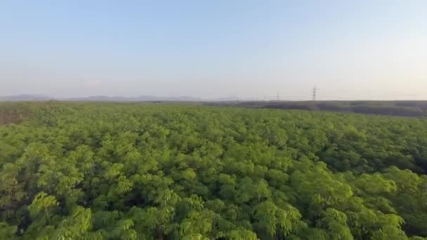 Aerial Landscape View Rubber Trees Known Hevea Brasiliensis Natural Source — Stockvideo