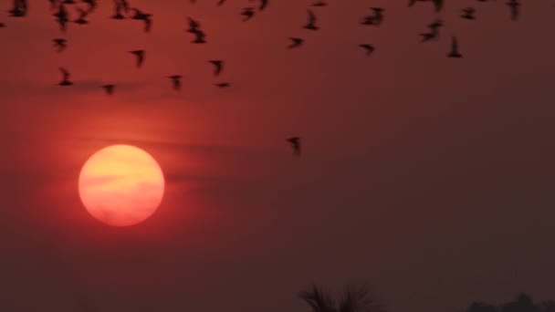 Велика Група Фруктових Кажанів Літають Червоному Небі Заходу Сонця Великим — стокове відео