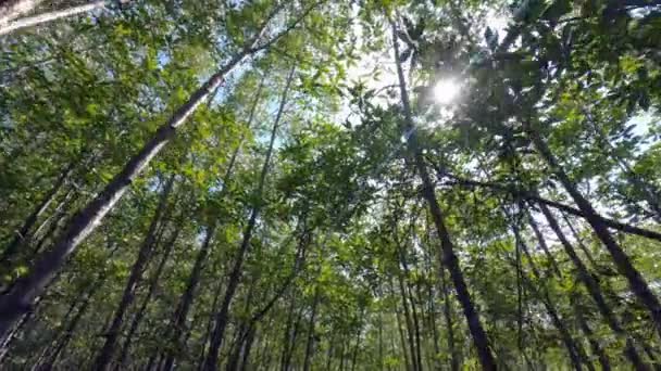 Mangrove Forest Trees Low Angle View Sky Sunrays Shining Branches — Stok video