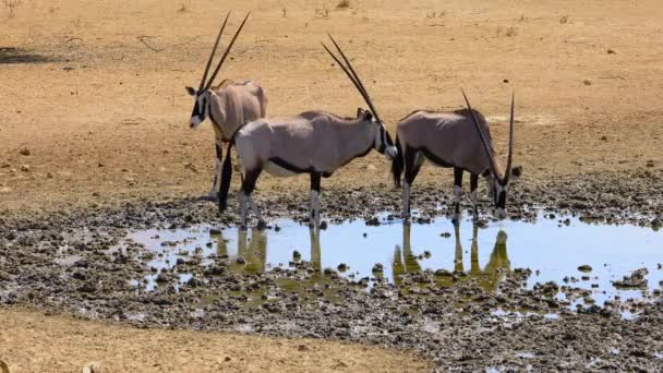 Gemsbok Antilopları Oryx Gazella Güney Afrika Daki Kalahari Çölünde Bir — Stok video