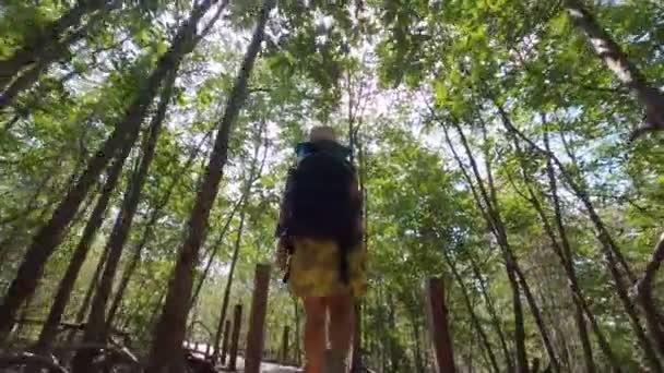 Young Girl Walking Boardwalk Middle Lush Mangrove Slender Green Trees — Stok video