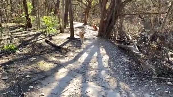 Slow Motion Shot Golden Retriever Running Woods Dog Runs Camera — Stockvideo