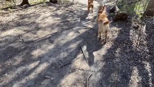 Slow Motion Shot Two Golden Retrievers Running Some Trails Austin — Stock videók