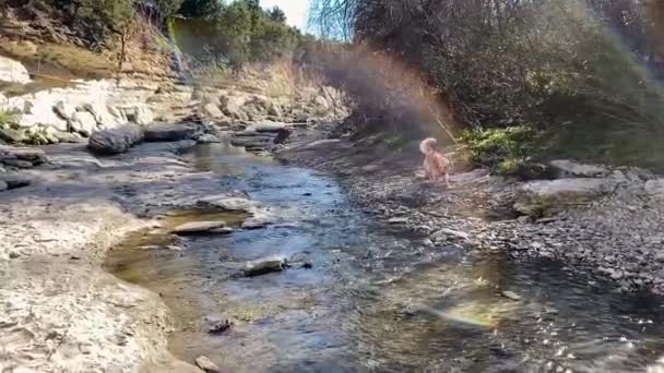 Slow Motion Shot Some Golden Retrievers Splashing Creek Shot Austin — Stockvideo