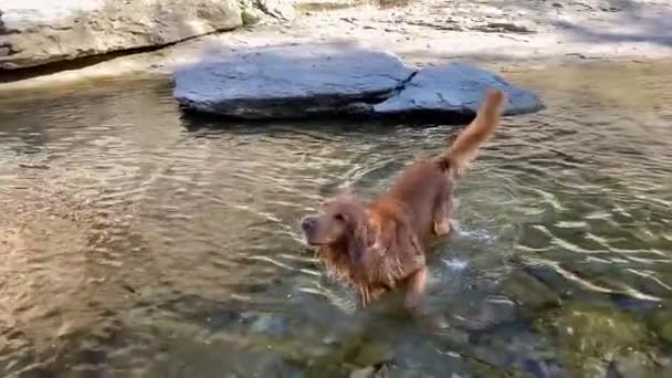 Slow Motion Shot Golden Retriever Shaking Some Water While Playing — Stock video
