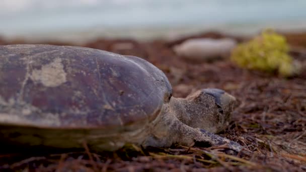 Extreme Closeup Shell Dead Sea Turtle Trash Sea Distance — Stockvideo